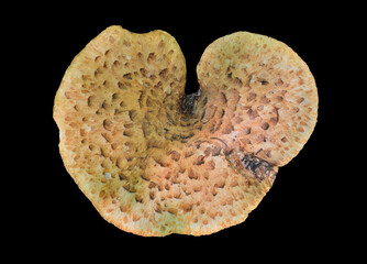 Sticker - Edible mushroom (Polyporus squamosus)