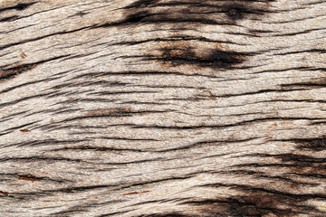  background of old wood grain