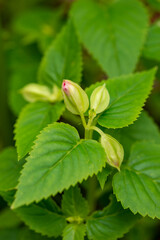 Wall Mural - Bud of wishbone flower (Torenia fournieri) in Japan