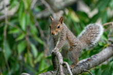 Grey Squirrel On A Branch With Leaves In Background