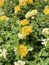 Yellow Lantana Flower In Nature Garden
