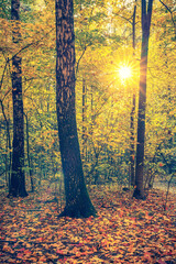 Fototapete - Bright trees in the autumn park at sunset