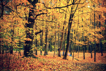 Fototapete - Bright foliage in the autumn forest