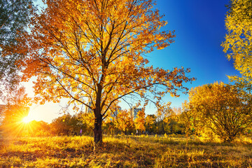 Fototapete - Bright tree in the autumn park at sunset
