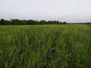 green wheat field