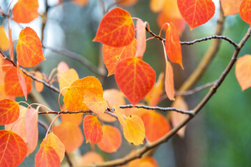 Sticker - leaves on tree