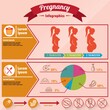 © captainvector - pregnancy infographic design