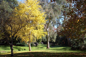 Wall Mural - autumn in adelaide botanic garden