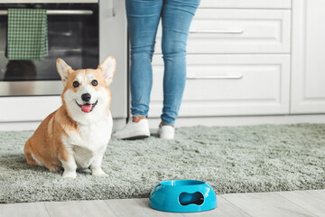 Cute corgi dog near bowl of food in kitchen