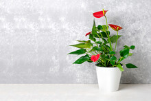 House Plant Anthurium In White Flowerpot Isolated On White Table And Gray Background Anthurium Is Heart - Shaped Flower Flamingo Flowers Or Anthurium Andraeanum, Araceae Or Arum Symbolize Hospitality