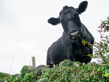 Beautiful Black Angus Cow Behind Natural Hedge. Selective Focus. Looking At The Viewer.