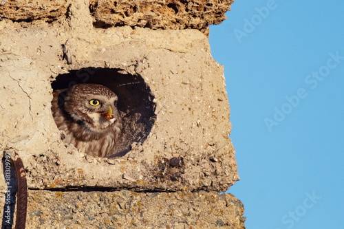 Cuadros en Lienzo Little owl Athene noctua sits in a hole with prey in its beak