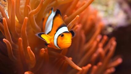 Wall Mural - Amphiprion ocellaris clownfish in marine aquarium. Sea anemones and corals in the background. Colorful pattern, texture, panoramic underwater view. Concept art, graphic resources, macro photography