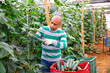 © JackF - Latino farmer picks ripe cucumbers in greenhouse and puts in crate