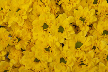 Wall Mural - Yellow chrysanthemums close up. Background from flowers. View from above.