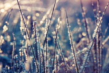 Wall Mural - natural lilac background with grass covered with shiny ice crystals in the morning autumn Sunny garden