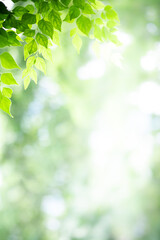 Wall Mural - Concept nature view of green leaf on blurred greenery background in garden and sunlight with copy space using as background natural green plants landscape, ecology, fresh wallpaper concept.