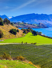 Canvas Print - Picturesque vineyard