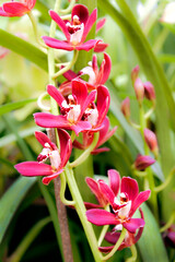 Wall Mural - red orchid flowers in garden