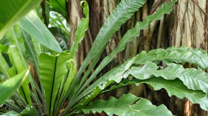 Wall Mural - Fern birds nest on banyan. Bright fern birds nest with big green leaves growing up on banyan. Various tropical plants growing in jungle rain forest on sunny day in nature