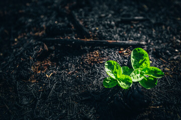 Fresh green leaves in the place of the ashes - new life after the fire - wildfire