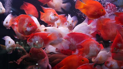 Diversity of tropical fishes in exotic decorative aquarium. Assortment in chatuchak fish market pet shops. Close up of colorful pets displayed on stalls. Variety for sale on counter, trading on bazaar