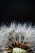 macro photo of white dandelion fluffs
