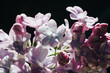 close-up of lilac flowers on a black background