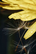 close up of a yellow dandelion flower with white fluff and dew drops