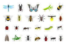Cute Insects Collection. Cartoon Small Colorful Beetles And Caterpillars, Bugs And Butterfly, Vector Illustration Of Creatures Of Science Entomology Isolated On White Background