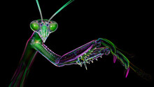 Macro Photo Portrait Of A Multicolored Praying Mantis. Gracious Insect With Giant Faceted Eyes And Strong Claws For Hunting. Neon Light Effect, Black Background. Thailand