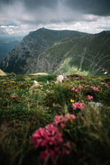 Wall Mural - Panoramic view in lawn are covered by pink rhododendron flowers, cloudy sky and high mountain in summer time. Location Carpathian,Bucegi,Romania.