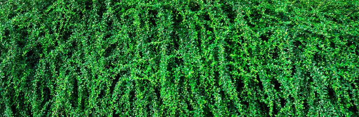 Wall Mural - Closeup evergreen hedge plants. Small green leaves in hedge wall texture background. Eco evergreen hedge wall. Ornamental plant in backyard garden. Many leaves reduce dust in air. Natural backdrop.