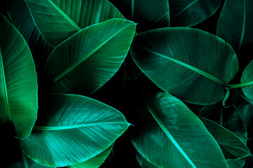 Wall Mural - tropical leaf, lush green banana foliage in rainforest, nature background.