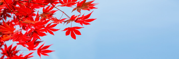 Wall Mural - red colorful autumnal maple leaves, blue sky panoramic background with copy space - autumn web banne