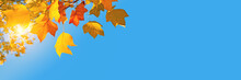 Autumnal Panoramic Background, Sun, Yellow Leaves And Blue Sky