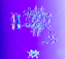 Snowflakes on a purple background with reflection.