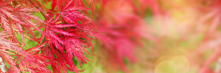 Wall Mural - Panoramic autumn background with red japanese maple tree foliage and copy space