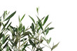 Twigs with fresh green olive leaves on white background, top view