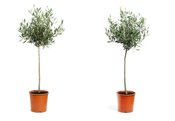 young olive tree on light background. space for text