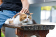 © Kaikoro - Hand of woman touching on the Persian cat is sitting on a wooden chair, selective focus shallow depth of field