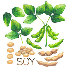 Wall Mural - Collection of watercolor soy beans, pods and leaves