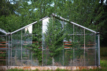 An Old Abandoned Greenhouse With The Remnants Of Glazing And Trees Sprouted Inside