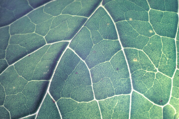 Poster - Close up Beautiful leaf on a black pattern background texture for design. Macro photography view.