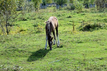 horse in the field