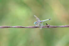 A Blue Dasher (Pachydiplax Longipennis) Dragonfly Perched Near A Small Marsh In Colorado