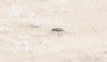 Oblique-lined Tiger Beetle (Cicindela Tranquebarica) On A Sandy Lake Bed In Colorado