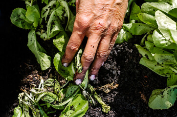 Unrecognized Person Transplanting Plant in Garden