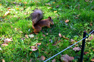 squirrel on the grass