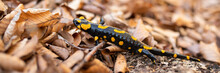 Little Fire Salamander, Salamandra Salamandra, Crawling On Leafs In Autumn. Small Toxic Reptile Hiding In Foliage In Fall. Dangerous Black Animal With Orange Spots Walking On Ground.